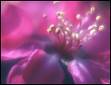 Fleur