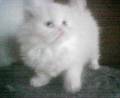 Chaton