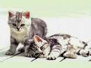 Chatons
