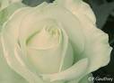 Rose blanche