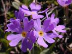 Fleurs