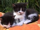 Chatons